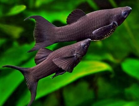 creator-gd-jpeg-v1-0-using-ijg-jpeg-v62-default-quality