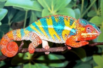 hamel-001_578x366-equal