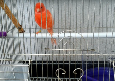 kanar-002_479x339-equal