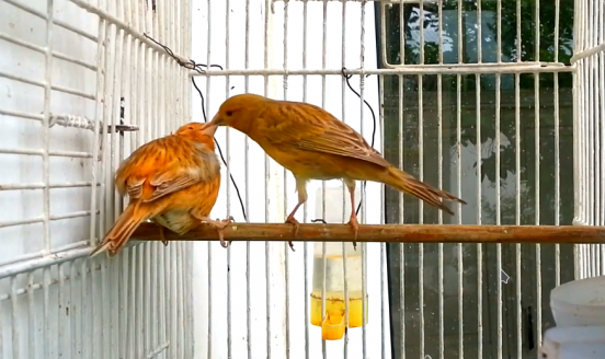 kanar-003_554x328-equal