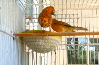 kanar-004_489x277-equal