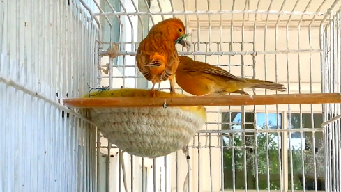 kanar-004_489x277-equal