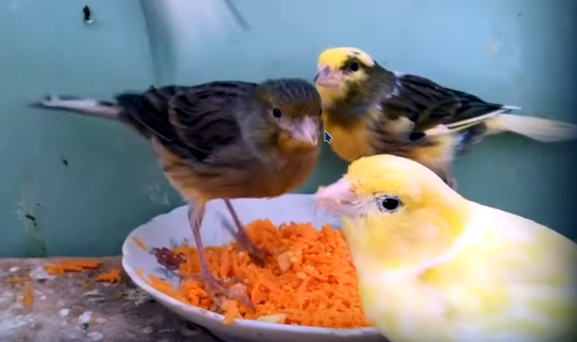 kanar-007_527x312-equal-1