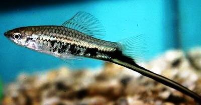 creator-gd-jpeg-v1-0-using-ijg-jpeg-v62-quality-85