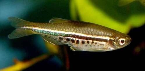 creator-gd-jpeg-v1-0-using-ijg-jpeg-v62-default-quality-3