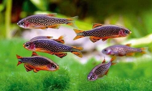 creator-gd-jpeg-v1-0-using-ijg-jpeg-v62-default-quality-4