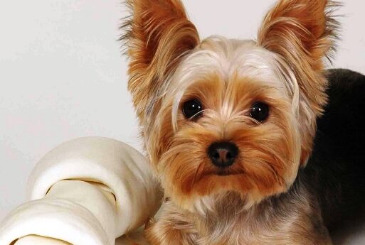 creator-gd-jpeg-v1-0-using-ijg-jpeg-v62-quality-100-2